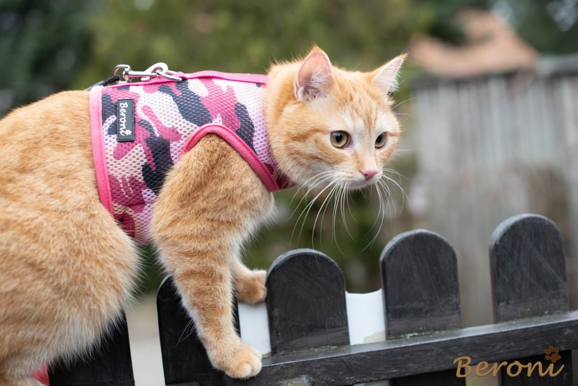 Katzengeschirr Mit Leine – Ausbruchsicher & Verstellbar, Mit Reflektoren Für Sichere Spaziergänge (Größe S, Kaffee)