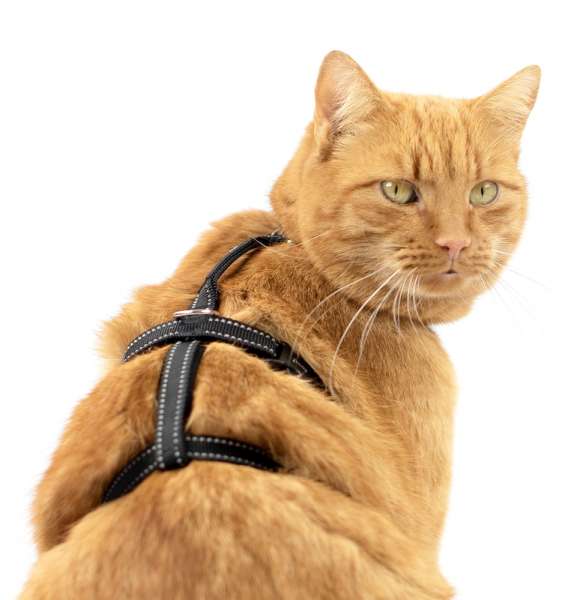Safety Harness Pro Katzengeschirr ausbruchsicher schwarz reflektierend